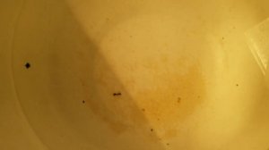 Супер нерест красного неона!