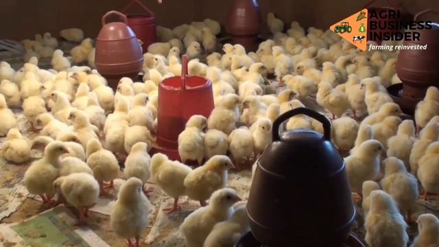WOW! Give Lavender Oil to Your Chickens that are THIN, SICKY, LAY LESS EGGS...(faster growth + eggs смотреть онлайн