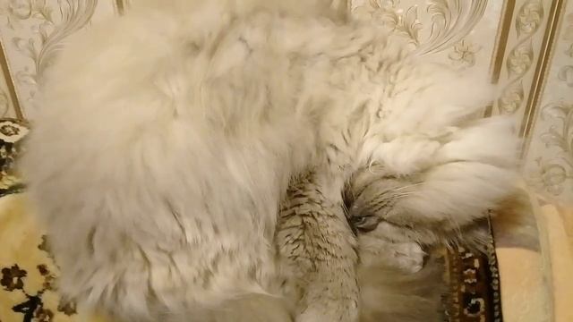 Папа снял своих девочек. Чихуахуа Пулька и шотландская кошка Буня. 24.11.2021. смотреть онлайн