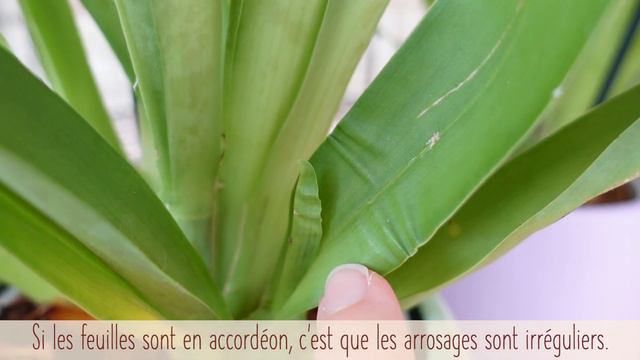 Comment cultiver et faire refleurir le miltoniopsis ? смотреть онлайн