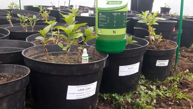 Подкормка молодых посадок! Как нарастить мощную разветвленную корневую систему #розы и #гортензии! смотреть онлайн