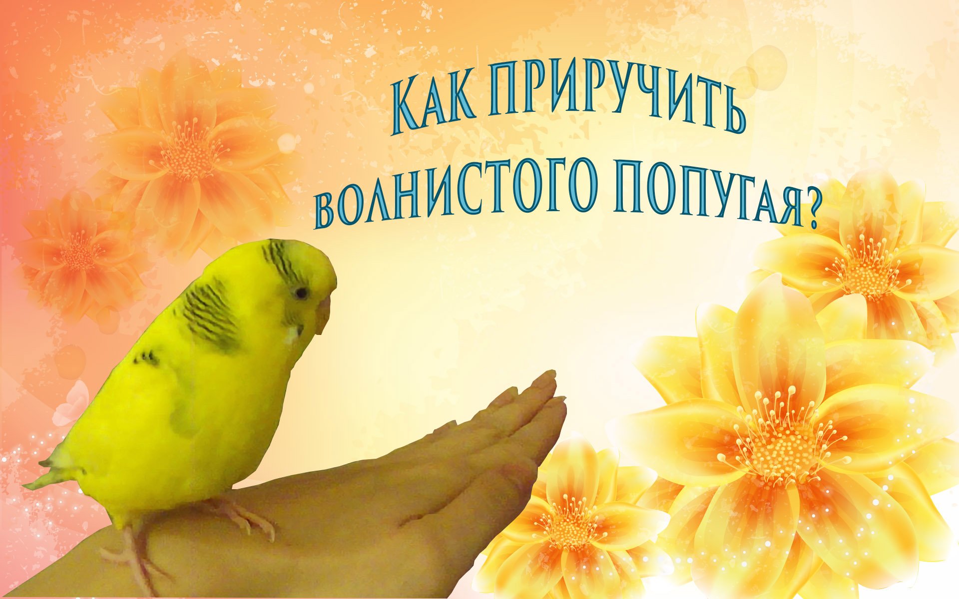 Как приручить волнистого попугая Приручение попугая в 6 этапов смотреть онлайн