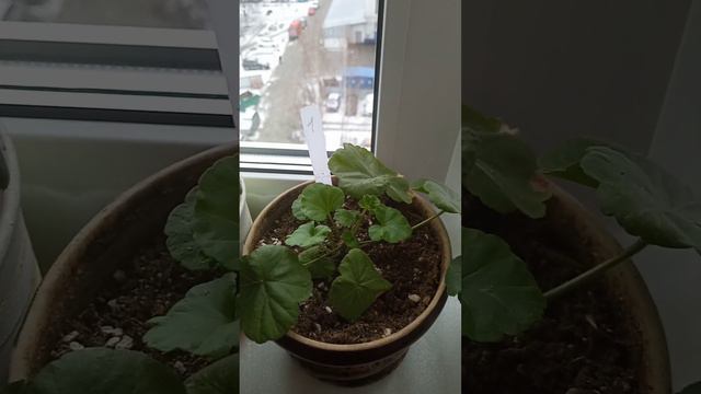 пеларгония после кардинальной обрезки сейчас выглядит так! смотреть онлайн