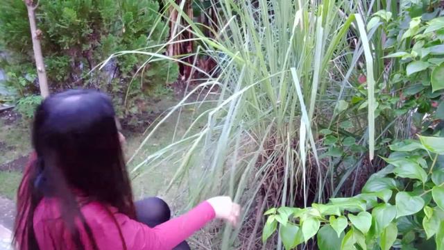 PAANO MAG PRUNING NG GULAY O HALAMAN/MY LIFESTLYE ROUTINE BEING SINGLE смотреть онлайн