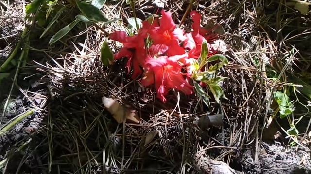 Цветение японских уличных азалий(рододендронов) смотреть онлайн