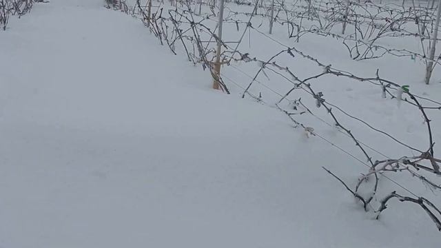 Виноградник 21 квітня 2017 року, Миколаївська область смотреть онлайн