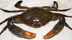 #4171. Крабы и раки (В мире животных)