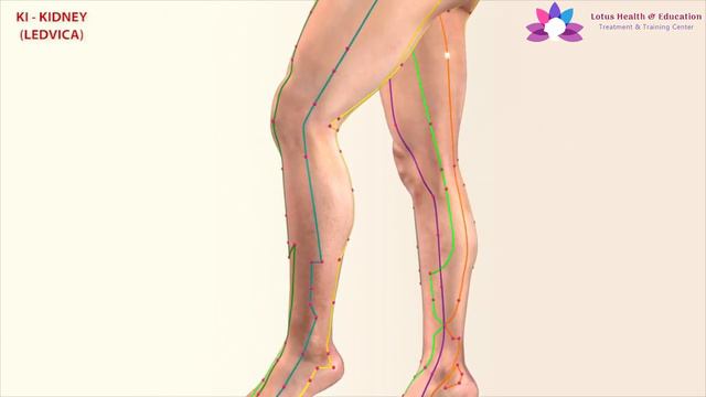 Kidney Meridian смотреть онлайн