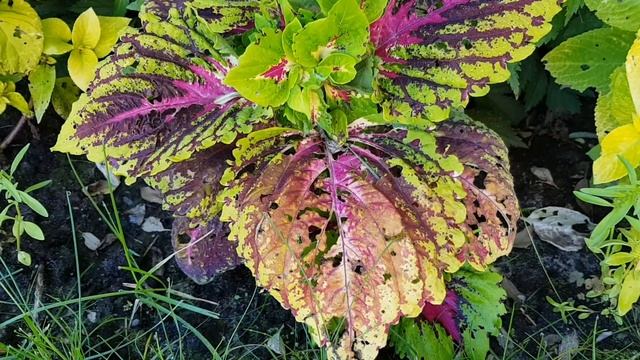 Цветок - хамелион /Колеус из семян /Где посадить колеус в саду/[Колеус] смотреть онлайн