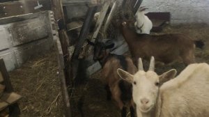 Чешские бурые козы описание породы