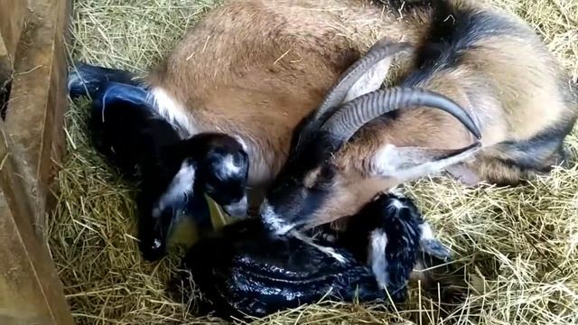 Окот/Козлята родились/У нас прибавление смотреть онлайн