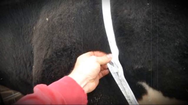 Сколько обычно весит бык смотреть онлайн