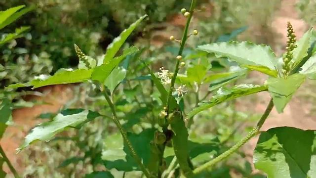 Ban tulsi or Croton bonplandianus - PYJR Plant Videos смотреть онлайн