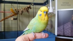 "Я птичка! Я летчик! Прр!" ? Учим попугая говорить. Урок № 59