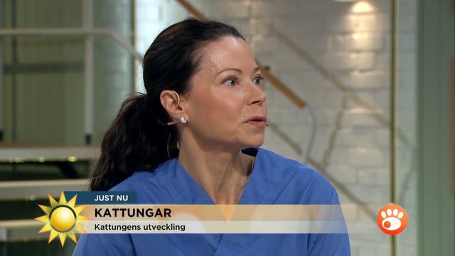 Kattungen Svante gjorde TV-debut - Nyhetsmorgon (TV4) смотреть онлайн