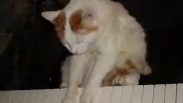 Весеннее танго кошек смотреть онлайн