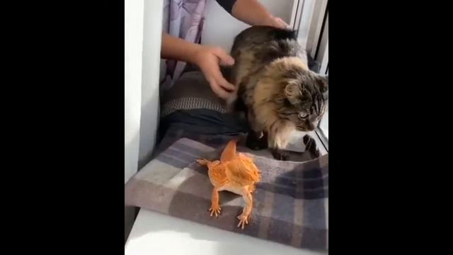 СМЕШНЫЕ ЖИВОТНЫЕ , КОТЫ СОБАКИ. ЛУЧШИЕ ПРИКОЛЫ 2020! THE BEST FUNNY VIDEO WITH ANIMALS!! 2020 смотреть онлайн