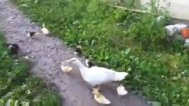 Утка с утятами смотреть онлайн