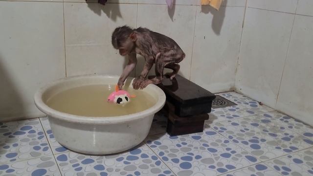 Baby Monkey Elly Bathed Alone For The First Time Without Her Grandmother's Help