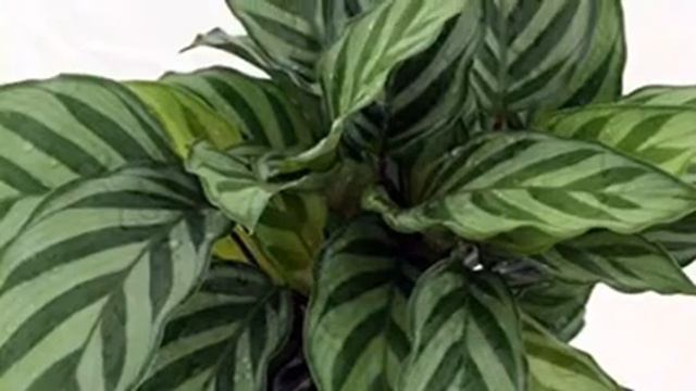 КАЛАТЕЯ / КОМНАТНОЕ РАСТЕНИЕ / УХОД ЗА РАСТЕНИЕМ смотреть онлайн