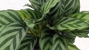 КАЛАТЕЯ  /  КОМНАТНОЕ РАСТЕНИЕ /  УХОД  ЗА  РАСТЕНИЕМ