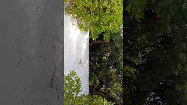 Relax, harmony and love in Thoddoo, Maldives - March 2016 смотреть онлайн