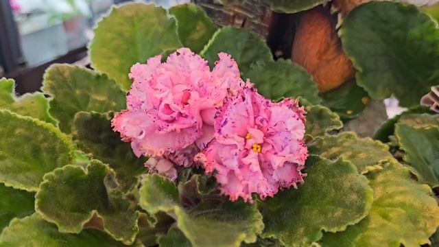 Обзор соптов селекции Тарасова Алексея.  21 ноября 2023 г.