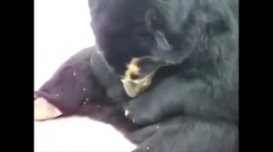 Горячие Животные СПАРИВАЮТСЯ!!Смешное видео