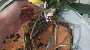 РАЗМНОЖЕНИЕ ОРХИДЕИ ФАЛЕНОПСИС В ДОМАШНИХ УСЛОВИЯХ.