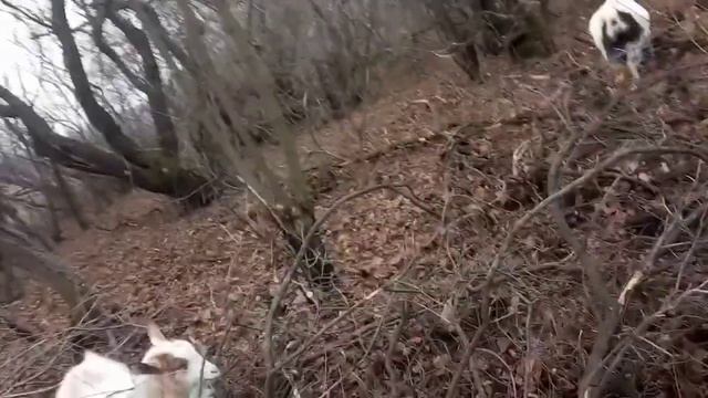 Новый год без снега. Козы сломали загон и вышли гулять смотреть онлайн