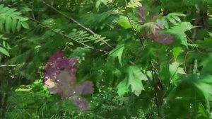 Раймонд Паулс - К утру...   Raimonds Pauls - In the morning ...