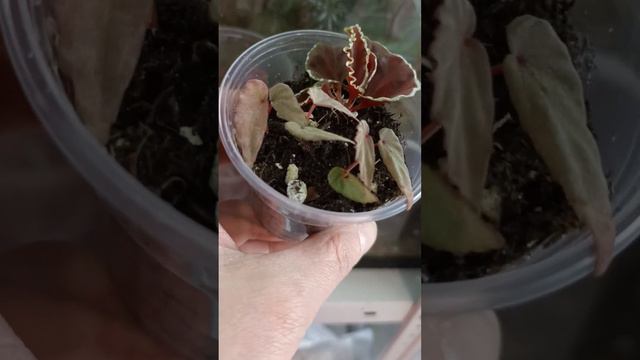 малыши природных бегоний смотреть онлайн