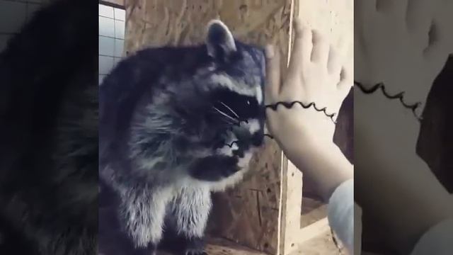 Еся - самый милый на свете енотик ? смотреть онлайн