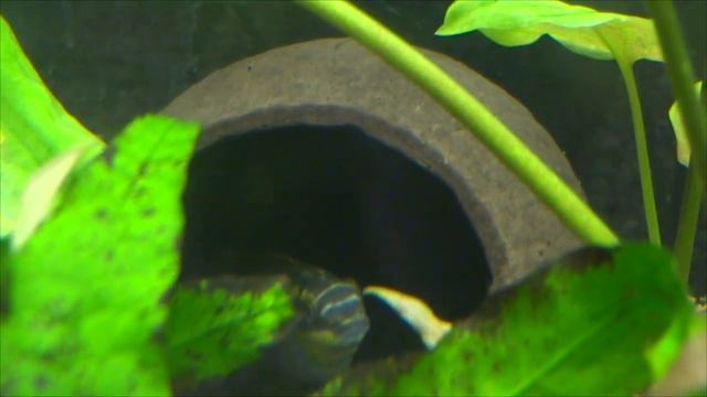 Нерест попугаев. смотреть онлайн