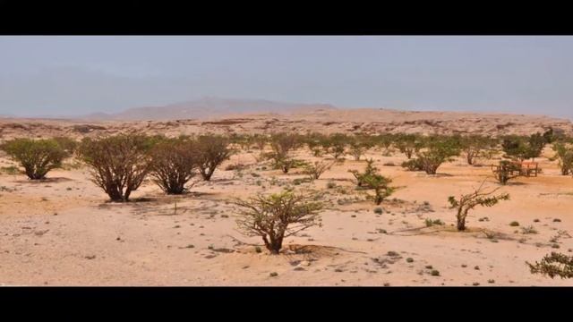 САЛАЛАХ.ОМАН. Salalah. Oman