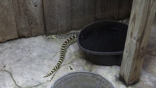 Memphis Zoo Full Tour - Memphis, Tennessee смотреть онлайн