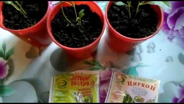 Рассада перца вытянулась.. Что делать? смотреть онлайн
