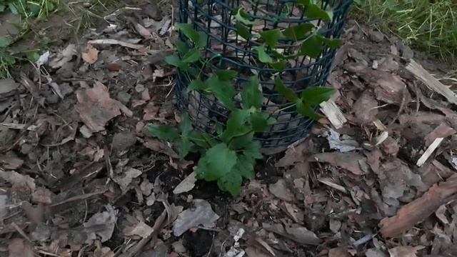 Поддержка для клематисов и их молодых побегов смотреть онлайн