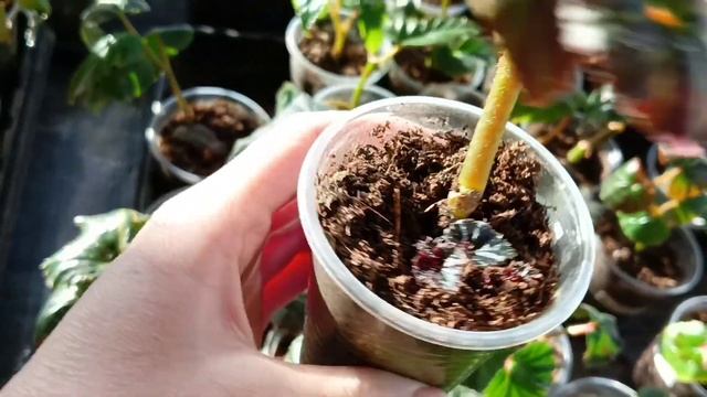 Обзор бегоний и остальных жителей в моей веранде!!!! смотреть онлайн