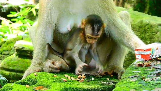 ROSE PLEAS BE NICE! YOUNG MOM ROSE DIDN'T ALLOW BB BRADY TO GET MILK WHILE SHE'W ENJOYING ALONE.