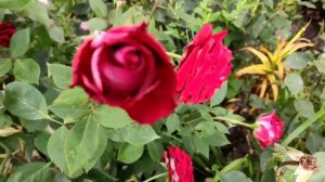 ROSE RED NAOMI /ЧАЙНО - ГИБРИДНАЯ РОЗА РЕД НАОМИ