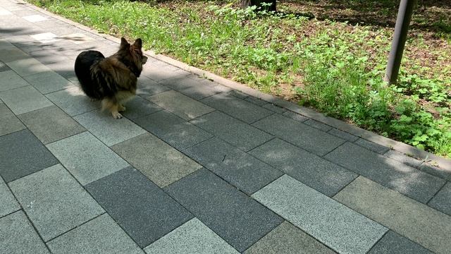 Динька в парке в приятный весенний день смотреть онлайн