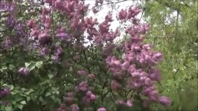 Гр. "Американка" Я Мишу встретила смотреть онлайн