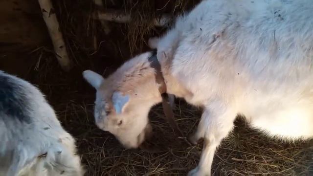 Витамины для коз. Кормление коз. смотреть онлайн