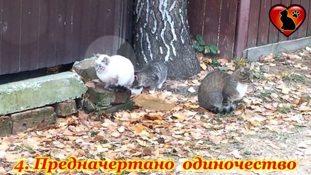 Почему Кошки Не Приживаются В Доме? Приметы и Суеверия! смотреть онлайн