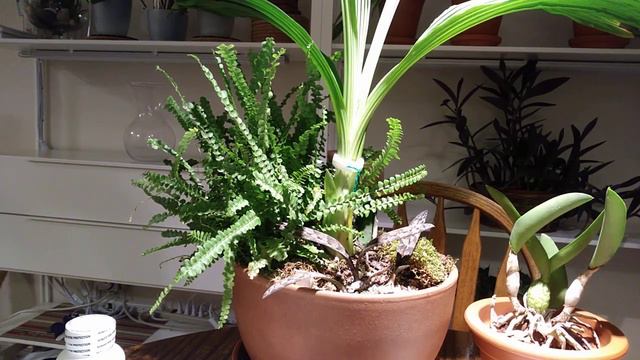 Про удобрения для орхидей и не только Часть 3 смотреть онлайн