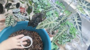 грунт для алоказий, Азлани, Silver Dragon, Scale Dragon. Как растут мои деленки.