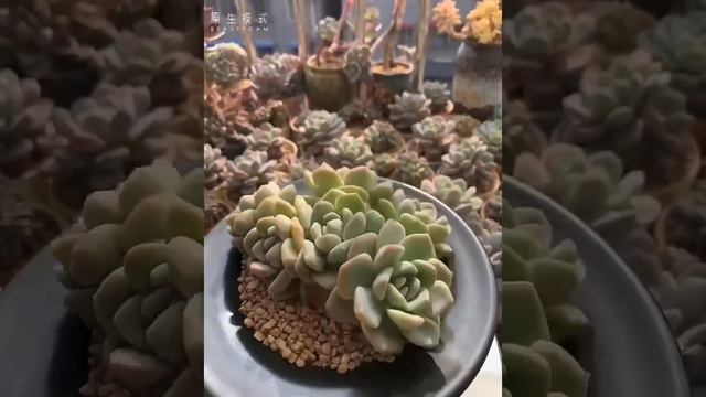 Succulent planter molds смотреть онлайн