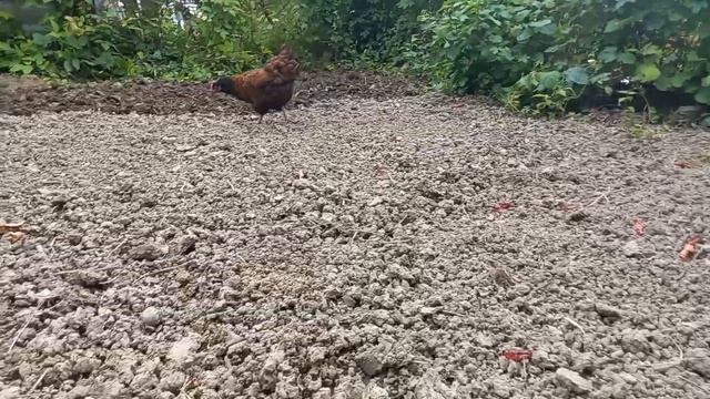 Модернизированный Мотокультиватор КРОТ. Мини трактор ГРЫЗЛИ 3.8лс. смотреть онлайн