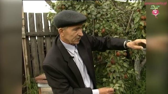 Сорта груш: Красуля и Лель #urozhainye_gryadki смотреть онлайн
